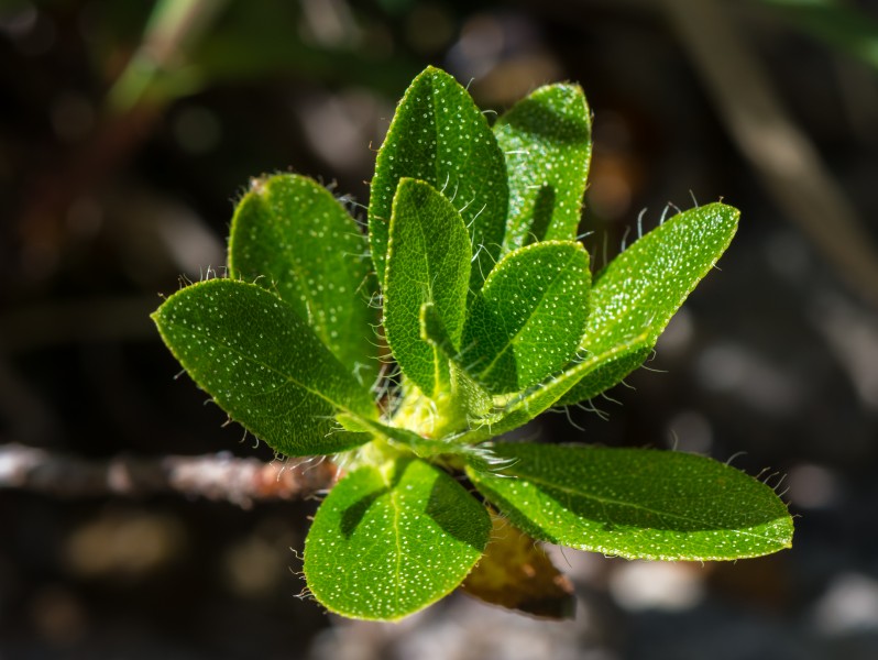 Rhododendron hirsutum Blätter Mitterbach 20160708