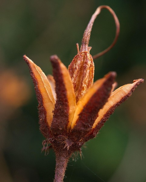 Rhododendron luteum i Oslo