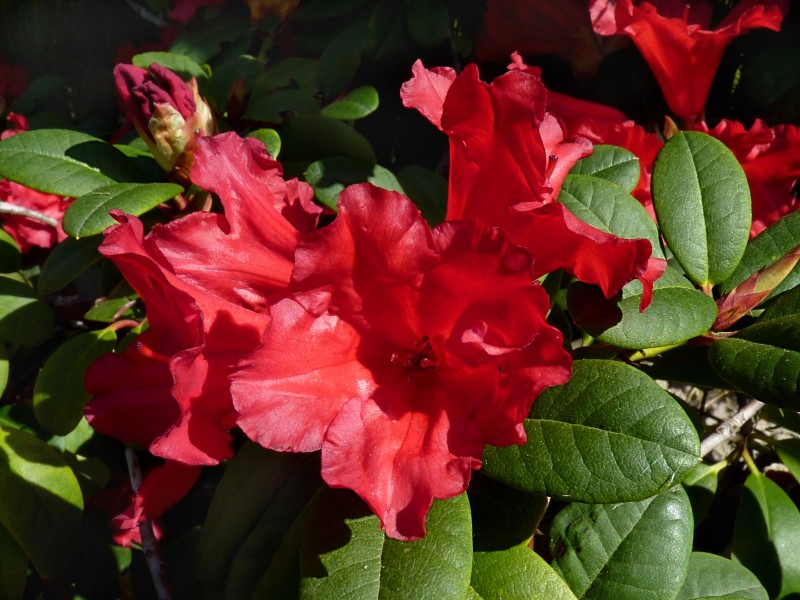 Rhododendron repens 'Bad Eilsen' J2