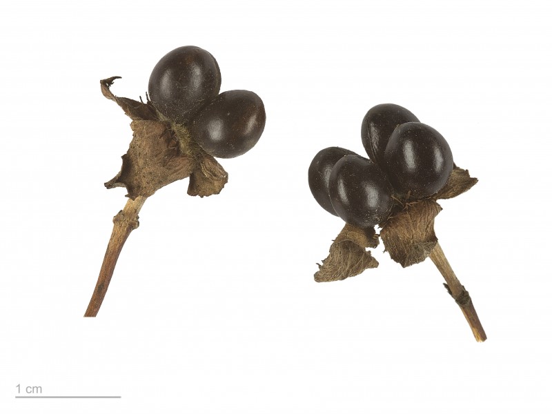Rhodotypos scandens MHNT.BOT.2007.52.37