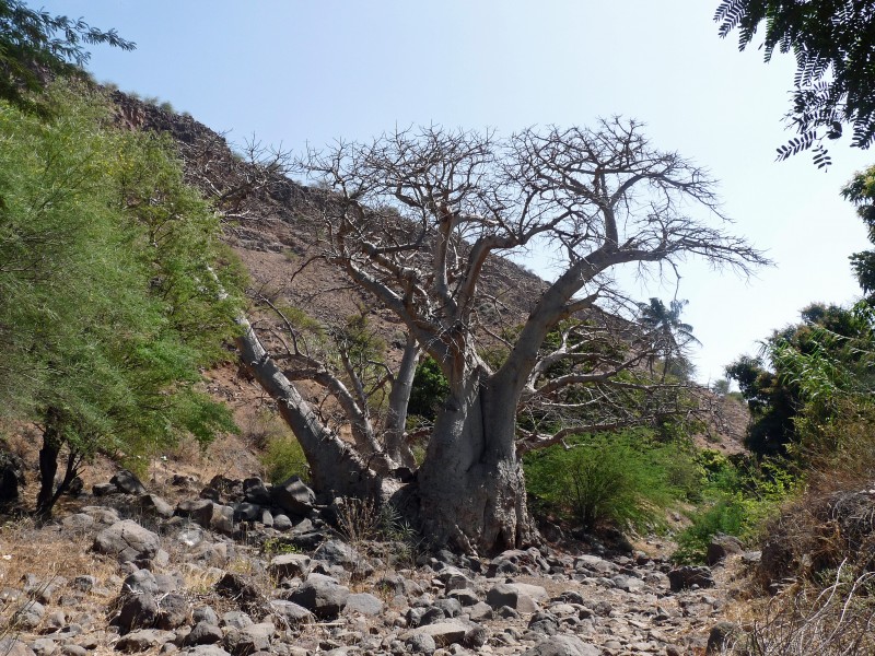 Ribeira Grande de Santiago-Baobabs (4)