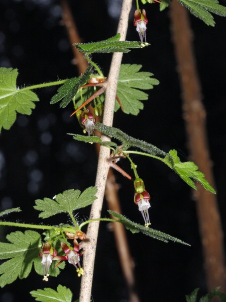 Ribes divaricatum 5391
