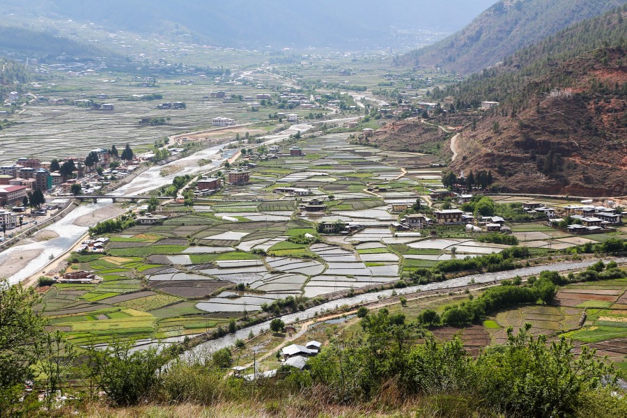 Rice fields in Paro, Bhutan