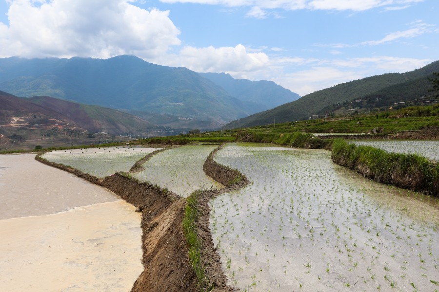 Rice terraces, Sopsokha, Bhutan 01