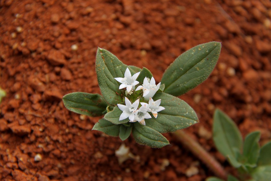 Richardia brasiliensis Chogoria 2