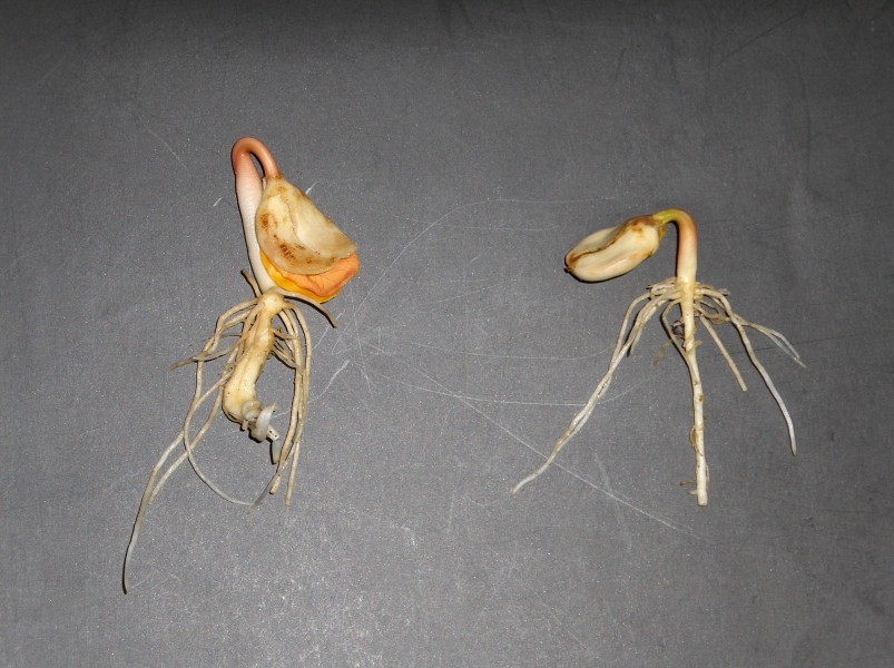 Ricinus