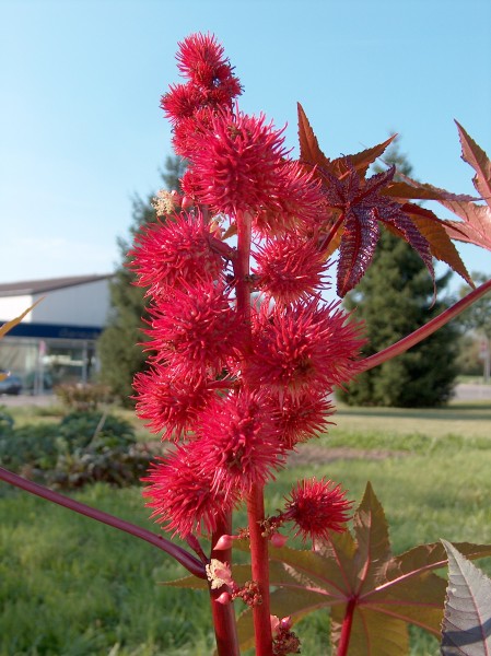 Ricinus communis002