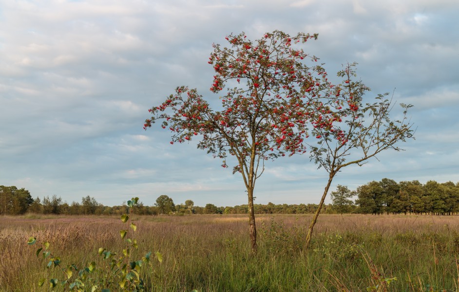 Rijpe bessen aan een lijsterbes (Sorbus). Locatie, natuurgebied Delleboersterheide – Catspoele