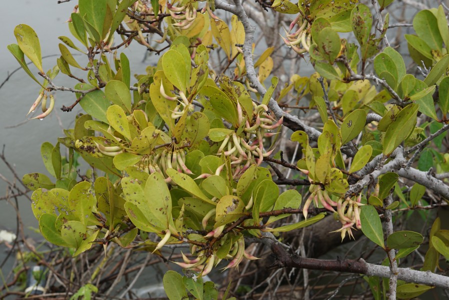River Mangrove - Aegiceras corniculatum 02065