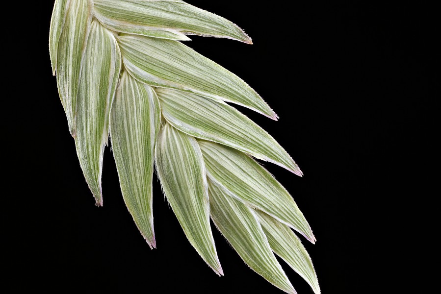 River-Oats,-face 2012-08-02-16.42.58-ZS-PMax (7705910946)