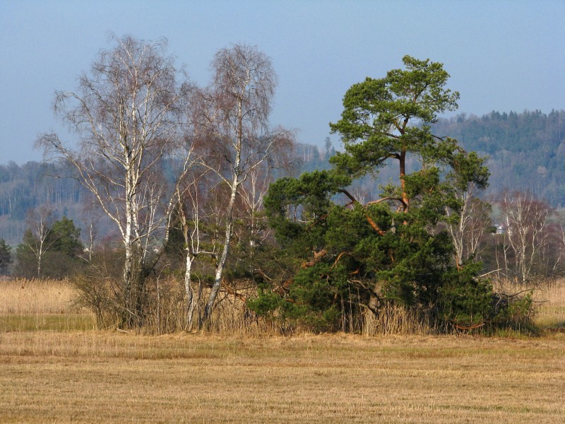 Robenhauser Riet IMG 4885