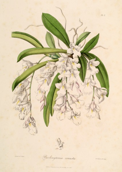 Rodriguezia venusta (as Burlingtonia venusta) - Sertum - Lindley pl. 2 (1838)