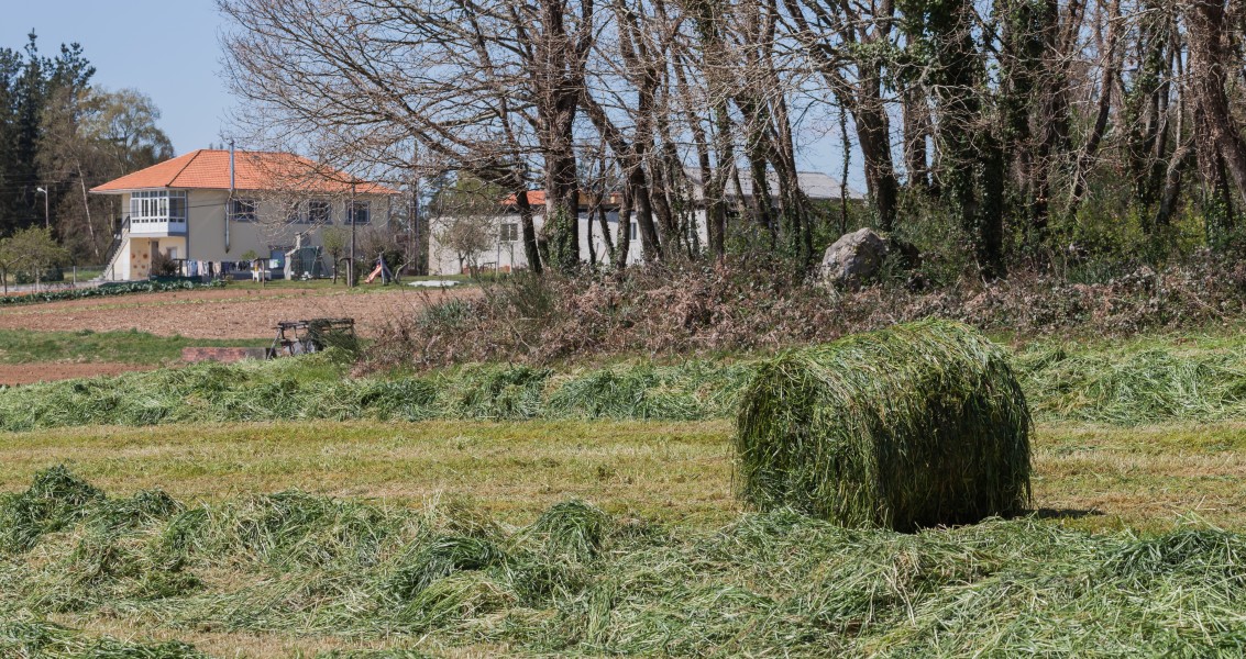 Rolo de herba fresca en Valverde -2