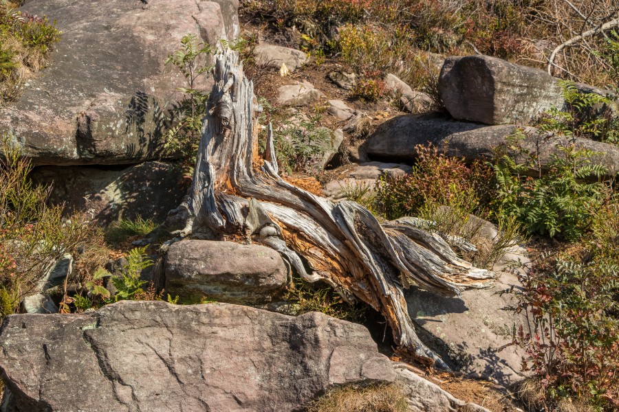 Root - Hornisgrinde