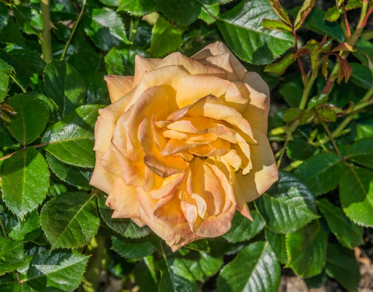 Rosa 'Amber Flush'