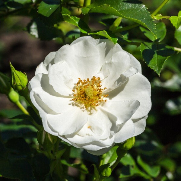 Rosa 'Innocentia' (d.j.b) 02