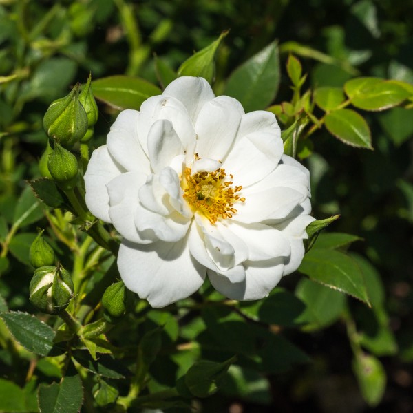 Rosa 'Kent' (actm)