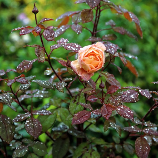 Rosa 'Lady Emma Hamilton' with raindrops, Nuthurst, West Sussex, England