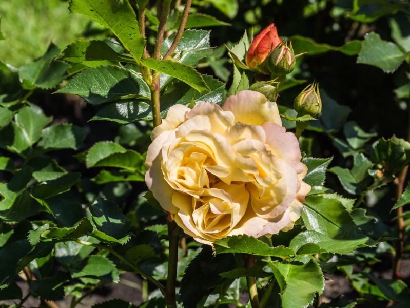Rosa 'Lampion' (d.j.b) 02