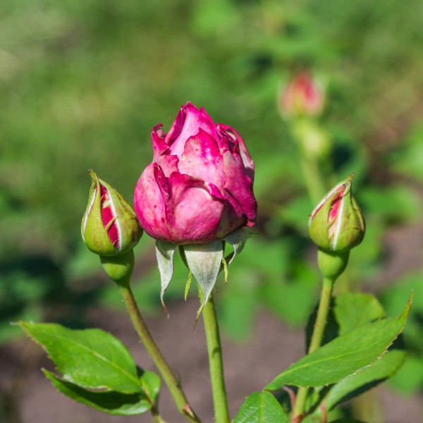 Rosa 'Novalis' (d.j.b) 02
