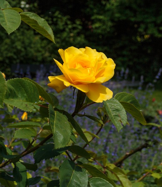 Rosa 'Rugelda'. Locatie, Tuinen Mien Ruys 02