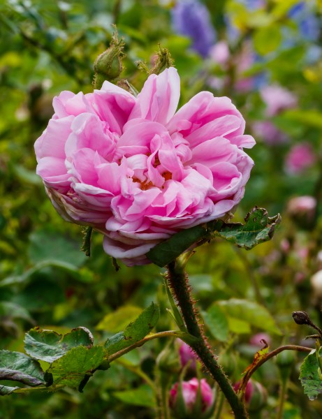 Rosa 'Salet'. Locatie, De Kruidhof Buitenpost 02