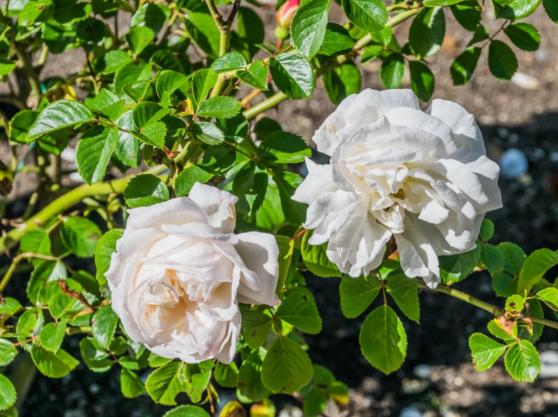 Rosa 'Sir Edmund Hillary' 02