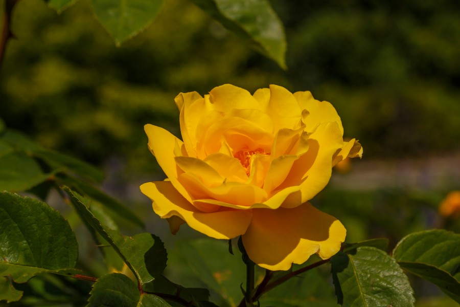 Rosa 'Sunstar'. Locatie, Tuinen Mien Ruys