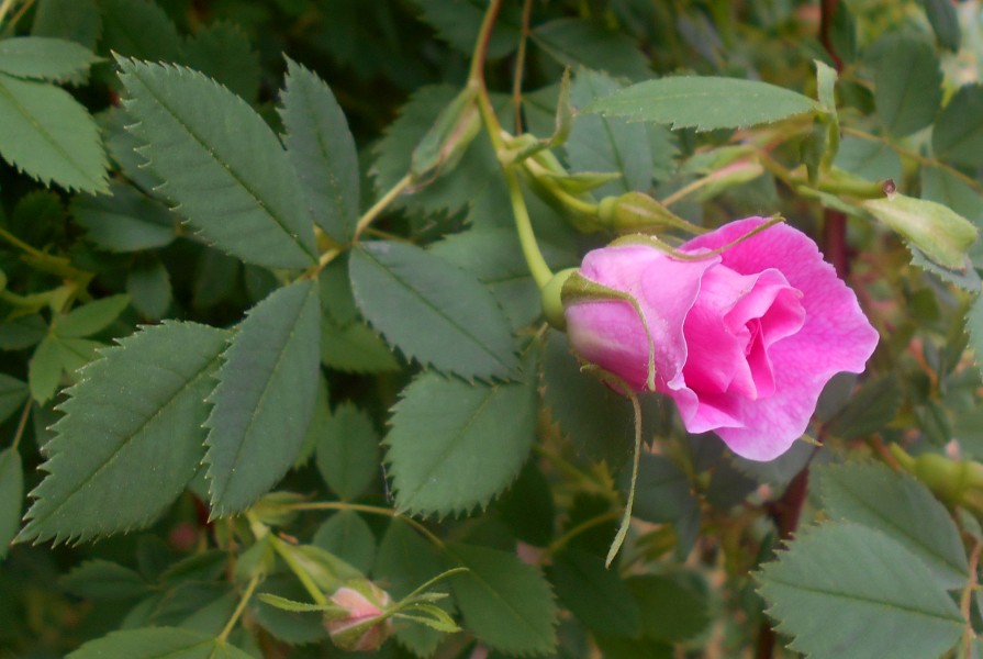 Rosa californica Plena 2016-05-31 2251b