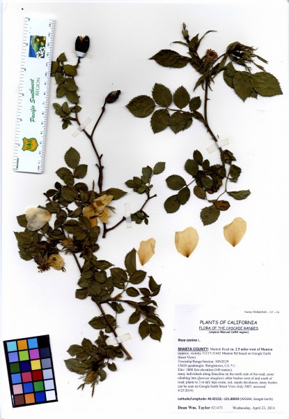 Rosa canina -21473 (22187882043)