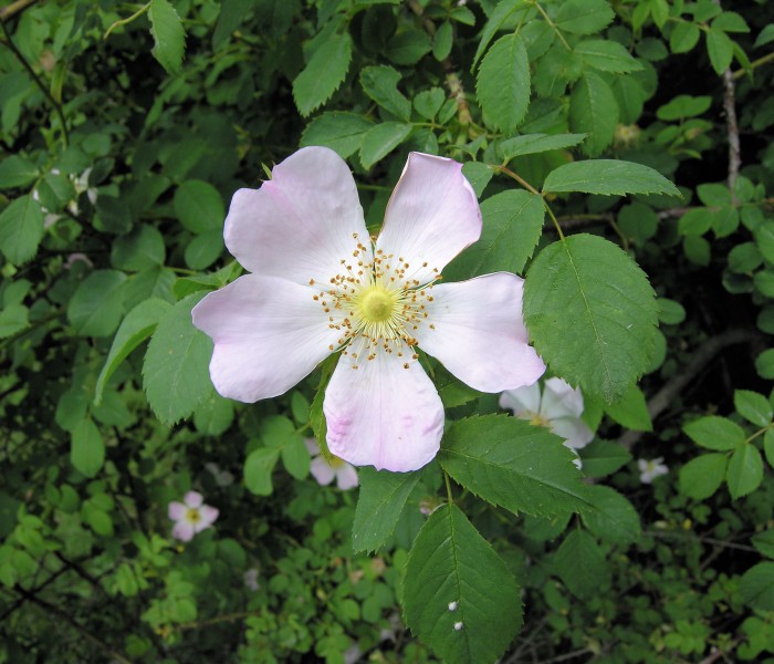 Rosa canina inflorescence (101)