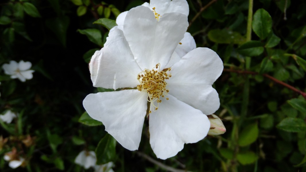 Rosa canina inflorescence (44)