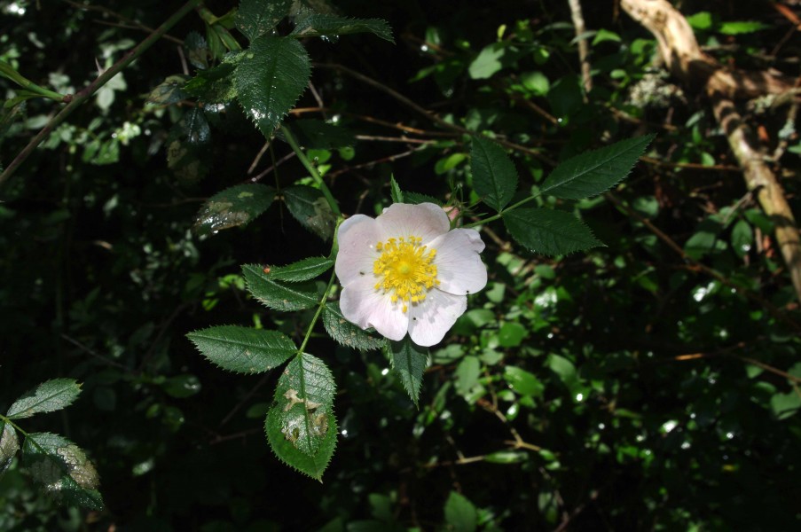 Rosa canina inflorescence (45)