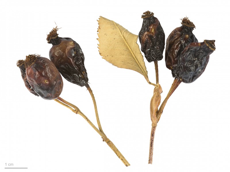 Rosa canina MHNT.BOT.2007.40.1