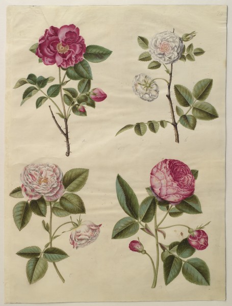 Rosa gallica (Gottorfer Codex, bind 2, planche 24)