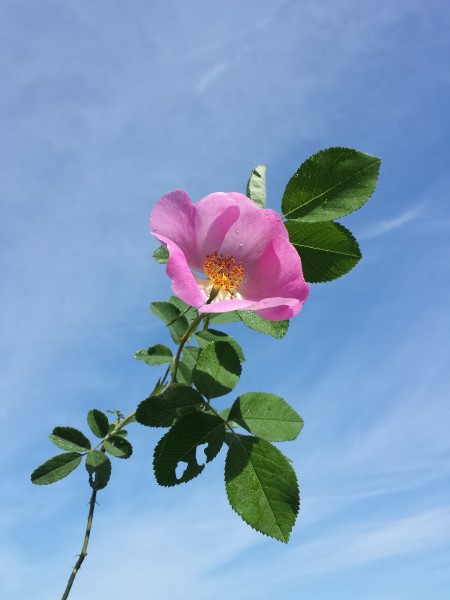 Rosa gallica sl5