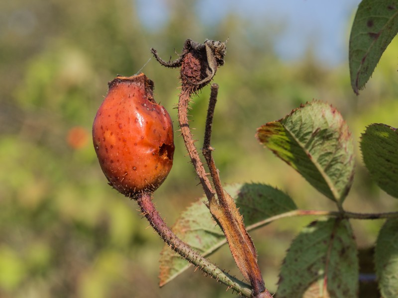Rosa Koningin von Dänemark, aangetaste rozenbottels (d.j.b.) 01