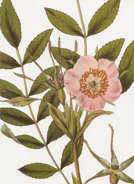 Rosa macrophylla RHS