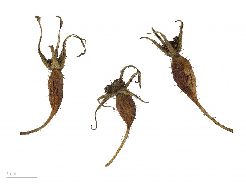 Rosa pendulina MHNT.BOT.2007.40.73