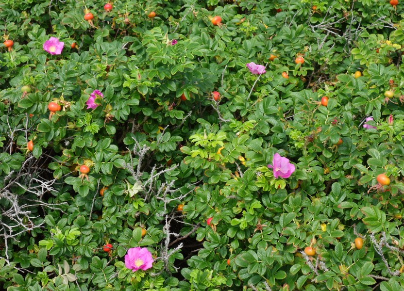 Rosa rugosa at Stångehuvud