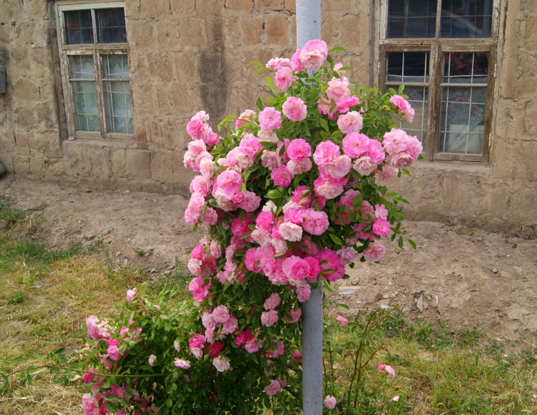 Rose bush at Hnaberd, Ararat