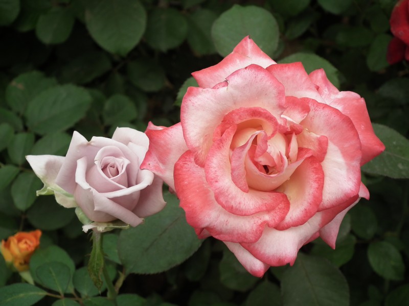 Rose from Lalbagh flower show Aug 2013 8536