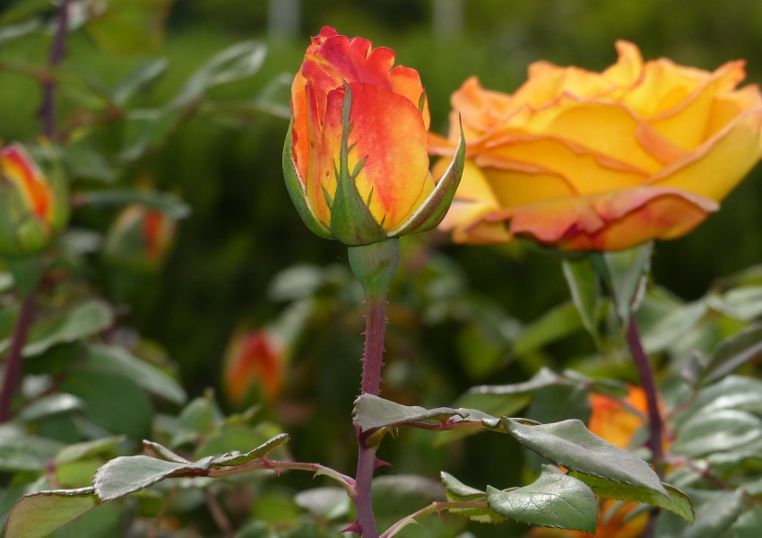 Roses in garden, in Algeria