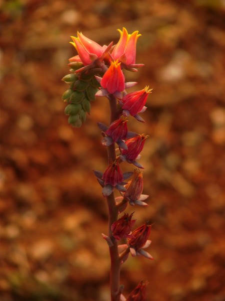 Rosularia 05660