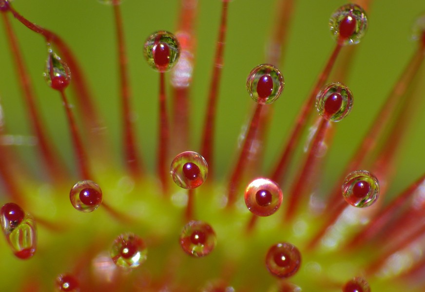 Round-leaved Sundew (Drosera rotundifolia) close-up (9410374310)