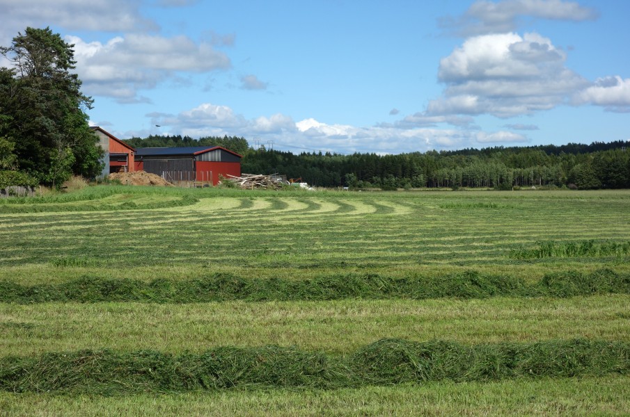 Rows of grass in a field at Gåseberga