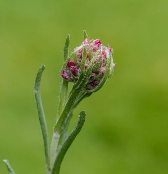 Rozenkransje (Antennaria dioica) Locatie, Tuinreservaat Jonker vallei 06