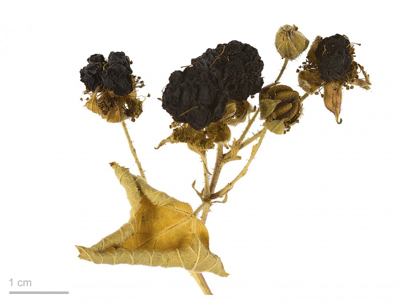 Rubus caesius MHNT.BOT.2007.40.125