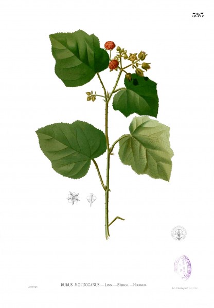 Rubus moluccanus Blanco2.393