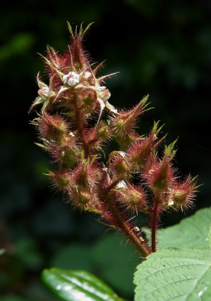 Rubus phoenicolasius C